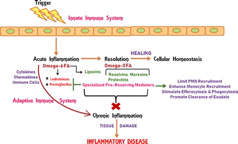 N6804W Advanced Pathophysiology for DNP